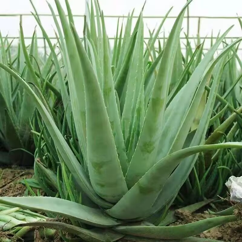 Soap Making Raw Material - 100% Pure Natural Dried Aloe Vera